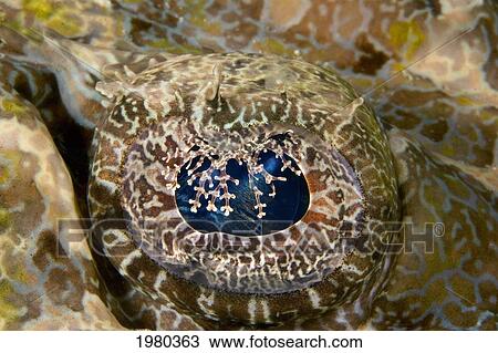 Stock Image - Malaysia, Close up of Eye Of Crocodile Fish (Cymbacephalus Beauforti); Mabul Island. Fotosearch