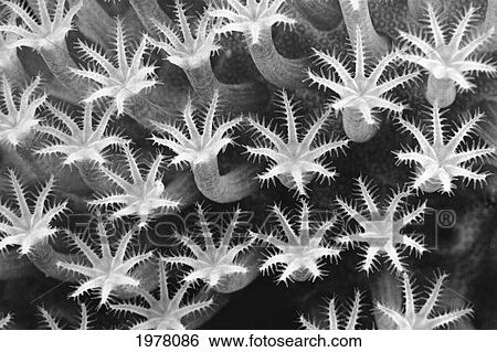 Malaysia, Close-Up Of Leather Coral Polyps (Sarcophyton Sp), (Black And White Photograph). View Large Photo Image Stock Photograph - Malaysia, Close-Up Of Leather Coral Polyps (Sarcophyton Sp), (Black And White Photograph).. Fotosearch