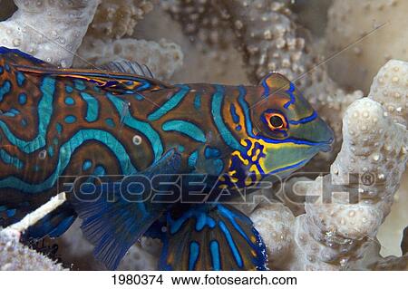 Malaysia, Close up of Mandarinfish (Synchiropus Splendidus); Mabul Island View Large Photo Image Picture - Malaysia, Close up of Mandarinfish (Synchiropus Splendidus); Mabul Island. Fotosearch