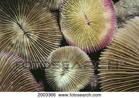 Stock Photograph - Malaysia, Close-Up Of Mushroom Coral, View From Above. Fotosearch