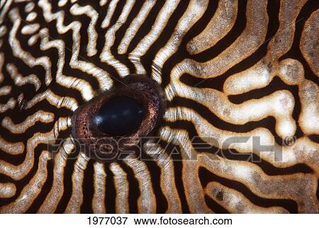 Stock Photo - Malaysia, Close-Up Of Pufferfish Eye.. Fotosearch
