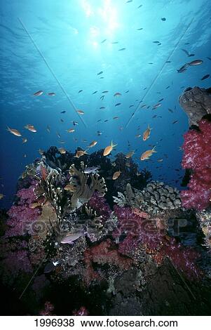 Stock Photo - Malaysia, Colorful Reef Scene With Fairy Basslets, Soft Coral, Sunburst A82D. Fotosearch
