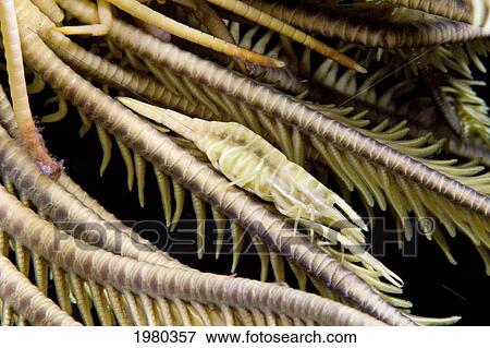 Malaysia, Commensal Shrimp (Periclemenes Amboinensis) blending into matching Crinoid (Comanthus Bennetti); Mabul Island View Large Photo Image Stock Photo - Malaysia, Commensal Shrimp (Periclemenes Amboinensis) blending into matching Crinoid (Comanthus Bennetti); Mabul Island. Fotosearch