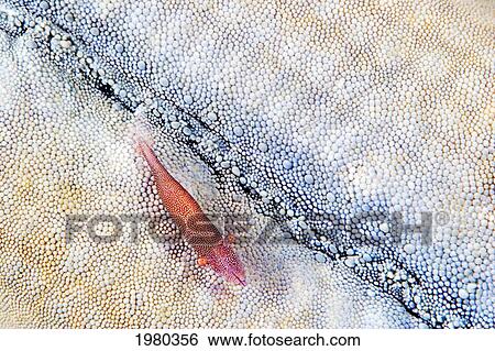 Malaysia, Commensal Shrimp (Periclimenes Soror) on seastar; Mabul Island View Large Photo Image Stock Photograph - Malaysia, Commensal Shrimp (Periclimenes Soror) on seastar; Mabul Island. Fotosearch