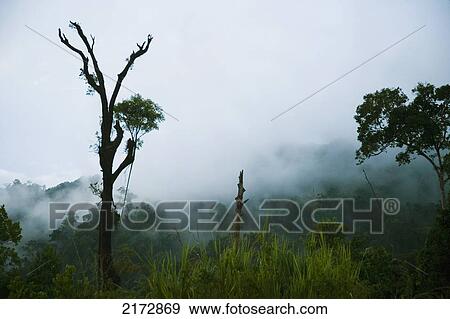 Stock Photo - Malaysia, East-west 4 highway; Perak, Steam rising from trees in jungle at dusk. Fotosearch