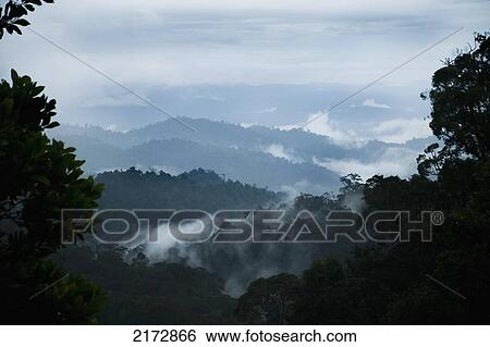 Stock Photograph - Malaysia, East-west 4 highway; Perak, Steam rising from trees in jungle at dusk. Fotosearch