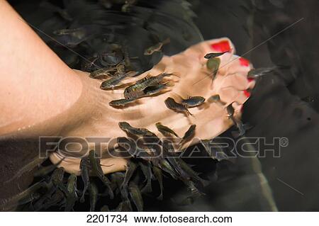 Malaysia, Fish pedicure at Jalan Petaling (Petaling Street) in Chinatown; Kuala Lumpur View Large Photo Image Picture - Malaysia, Fish pedicure at Jalan Petaling (Petaling Street) in Chinatown; Kuala Lumpur. Fotosearch