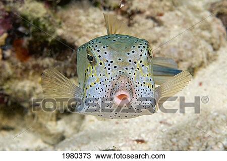 Stock Image - Malaysia, Front view of Yellow Boxfish (Ostracion Cubicus); Sipidan Island. Fotosearch