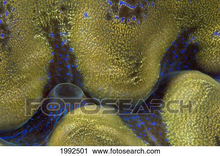 Malaysia, Giant Tridacna Clam (Tridacna Gigas), Mantle Detail. View Large Photo Image Stock Image - Malaysia, Giant Tridacna Clam (Tridacna Gigas), Mantle Detail.. Fotosearch