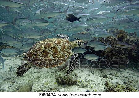 Malaysia, Green Sea Turtle (Chelonia Mydas) with school of fish; Sipidan View Large Photo Image Picture - Malaysia, Green Sea Turtle (Chelonia Mydas) with school of fish; Sipidan. Fotosearch