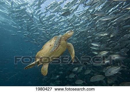 Malaysia, Green Sea Turtle (Chelonia Mydas) with school of fish; Sipidan View Large Photo Image Stock Photo - Malaysia, Green Sea Turtle (Chelonia Mydas) with school of fish; Sipidan. Fotosearch
