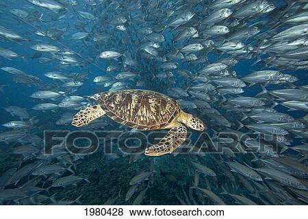 Malaysia, Green Sea Turtle (Chelonia Mydas) with school of fish; Sipidan View Large Photo Image Stock Photo - Malaysia, Green Sea Turtle (Chelonia Mydas) with school of fish; Sipidan. Fotosearch
