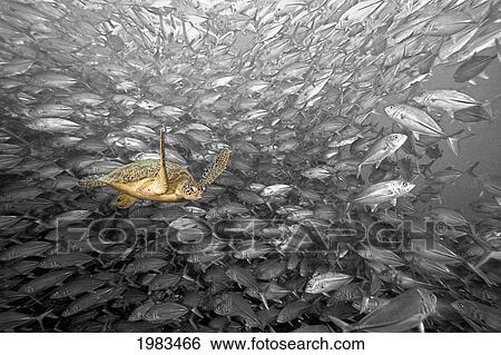 Stock Photograph - Malaysia, Green Sea Turtle (Chelonia Mydas) and Schooling Jacks; Sipidan. Fotosearch