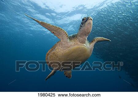 Stock Photography - Malaysia, Green Sea Turtle (Chelonia Mydas) with school of fish; Sipidan. Fotosearch