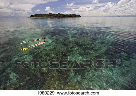 Malaysia, island in background; Sipidan Island, Women snorkeling over shallow reef View Large Photo Image Stock Photo - Malaysia, island in background; Sipidan Island, Women snorkeling over shallow reef. Fotosearch