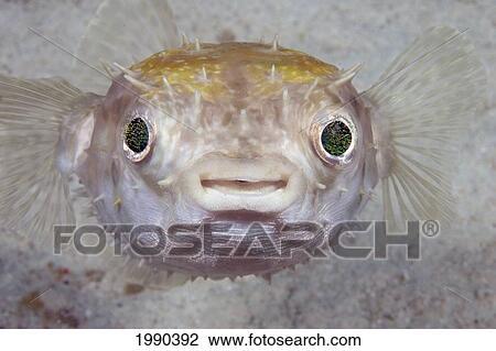 Malaysia, Juvenile Spotted Porcupine Fish (Diodon Hystrix) View Large Photo Image Stock Image - Malaysia, Juvenile Spotted Porcupine Fish (Diodon Hystrix). Fotosearch