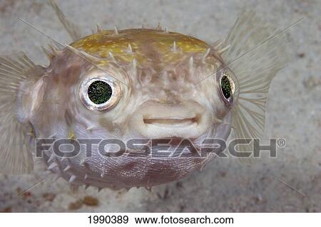Stock Photo - Malaysia, Juvenile Spotted Porcupine Fish (Diodon Hystrix). Fotosearch