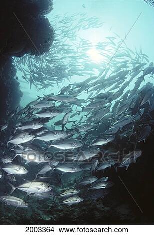 Picture - Malaysia, Long-Nose Hawkfish On Sea Fan, Close-Up Camouflaged (Oxycirrhites Typus). Fotosearch