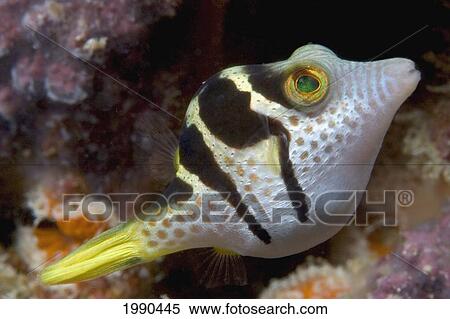 Stock Photography - Malaysia, Mabul Island, Black-Saddled Toby, Canthigaster Amboinensis. Fotosearch