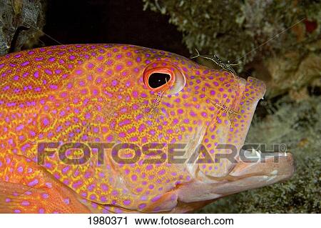 Stock Image - Malaysia, Mabul Island, Close-Up Of A Coral Grouper (Cephalopholis Miniata), Cleaner Shrimp (Urocaridella Antonbrunii) In Mouth.. Fotosearch