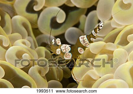 Malaysia, Mabul Island, Commensal Shrimp (Thor Amboinensis) On Hard Coral Polyps (Euphyllia Ancora) View Large Photo Image Stock Image - Malaysia, Mabul Island, Commensal Shrimp (Thor Amboinensis) On Hard Coral Polyps (Euphyllia Ancora). Fotosearch