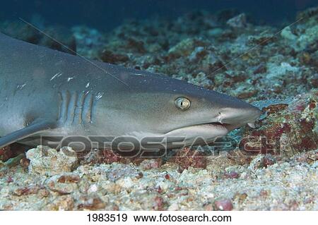 Stock Photo - Malaysia, Mabul Island, Female Whitetip Reef Shark (Triaenodon Obesus) With Mating Scars From Males Above Her Pectoral Fin.. Fotosearch