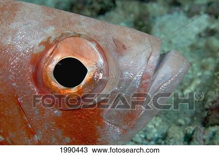 Malaysia, Mabul Island, Glasseye, Heteropriacanthus Cruentatus View Large Photo Image Stock Image - Malaysia, Mabul Island, Glasseye, Heteropriacanthus Cruentatus. Fotosearch