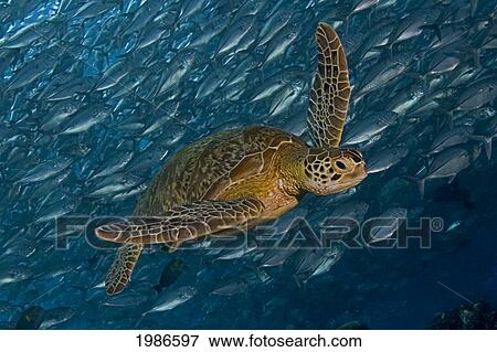Stock Photo - Malaysia, Mabul Island, Green Sea Turtle (Chelonia Mydas) Swimming With Schooling Jacks. Fotosearch