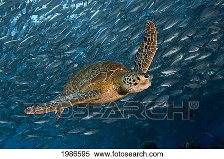 Stock Photography - Malaysia, Mabul Island, Green Sea Turtle (Chelonia Mydas) Swimming With Schooling Jacks. Fotosearch