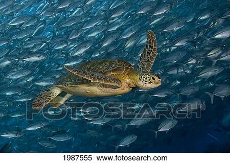 Stock Photography - Malaysia, Mabul Island, Green Sea Turtle (Chelonia Mydas) Swimming With Schooling Jacks. Fotosearch