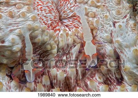 Stock Image - Malaysia, Mabul Island, Imperial Shrimp (Periclemenes Imperator) On A Sea Cucumber.. Fotosearch