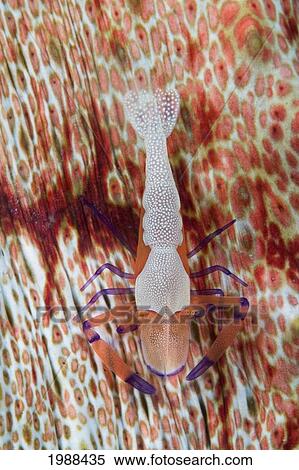Stock Photography - Malaysia, Mabul Island, Imperial Shrimp (Periclemenes Imperator) On A Sea Cucumber.. Fotosearch