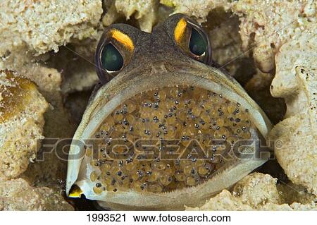 Malaysia, Mabul Island, Male Gold-Specs Jawfish (Opistognathus Sp) Mouth Full Of Brooding Eggs. View Large Photo Image Stock Image - Malaysia, Mabul Island, Male Gold-Specs Jawfish (Opistognathus Sp) Mouth Full Of Brooding Eggs.. Fotosearch