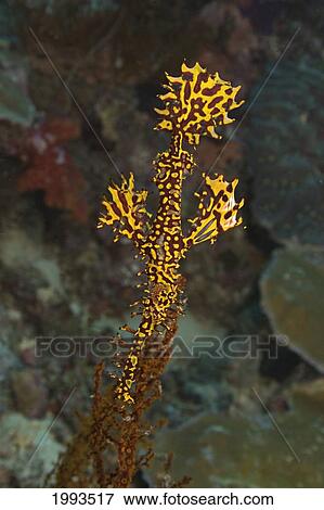 Malaysia, Mabul Island, Ornate Ghost Pipefish (Solenostomus Paradoxus) View Large Photo Image Stock Photo - Malaysia, Mabul Island, Ornate Ghost Pipefish (Solenostomus Paradoxus). Fotosearch
