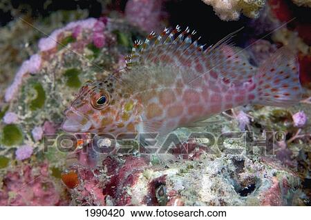 Stock Image - Malaysia, Mabul Island, Pixy Hawkfish, Cirrhitichthys Oxycephalus. Fotosearch