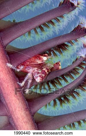 Stock Image - Malaysia, Mabul Island, Porcelain Crab, Pictured On The Seapen. Fotosearch