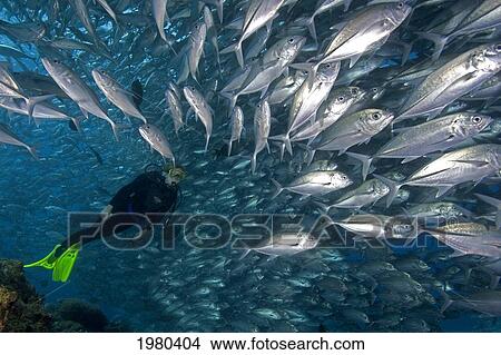 Malaysia, Mabul Island, Scuba Diver With Schooling Horse Eye Jacks. View Large Photo Image Picture - Malaysia, Mabul Island, Scuba Diver With Schooling Horse Eye Jacks.. Fotosearch