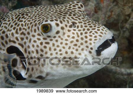 Malaysia, Mabul Island, Starry Puffer (Arothron Stellatus) View Large Photo Image Stock Photo - Malaysia, Mabul Island, Starry Puffer (Arothron Stellatus). Fotosearch