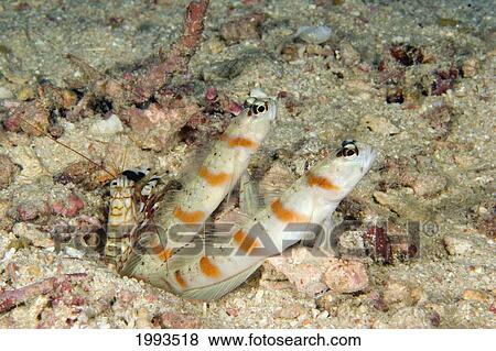 Stock Photo - Malaysia, Mabul Island, Steinitz Shrimp Goby (Amblyeleotris Steinitzi) And Snapping Shrimp (Alpheus Bellulus). Fotosearch