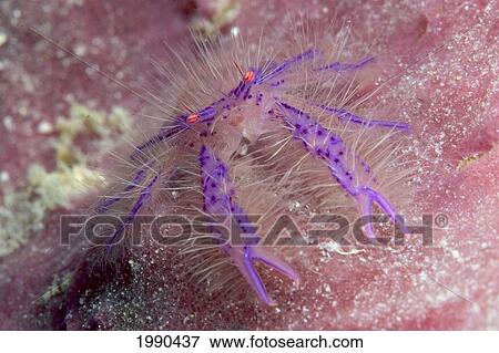 Malaysia, Mabul Island, The Hairy Squat Lobster, Lauria Slagiani View Large Photo Image Stock Photo - Malaysia, Mabul Island, The Hairy Squat Lobster, Lauria Slagiani. Fotosearch
