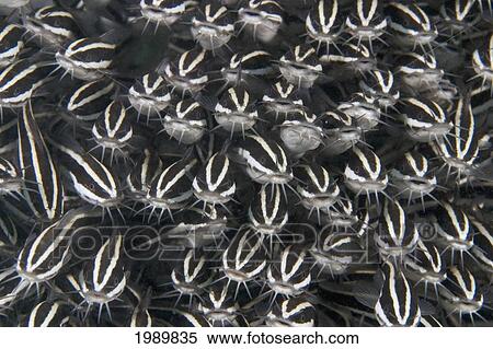 Stock Photography - Malaysia, Mabul Island, These Striped Catfish (Plotosus Lineatus) Have A Venomous Spine In Front Of There Pectoral Fin.. Fotosearch