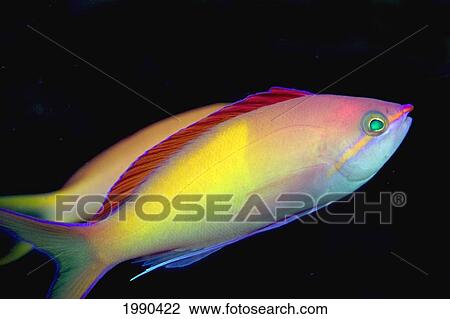 Stock Image - Malaysia, Mabul Island, This Male Peach Anthias, Pseudanthias Dispar. Fotosearch