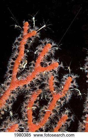Stock Photography - Malaysia, Mabul Island, Tiny Skeleton Shrimp (Caprellid Sp) Inhabit This Gorgonian Coral.. Fotosearch