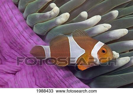 Malaysia, Mabul Island, Western Clown Anemone Fish (Amphiprion Ocellaris) View Large Photo Image Stock Image - Malaysia, Mabul Island, Western Clown Anemone Fish (Amphiprion Ocellaris). Fotosearch