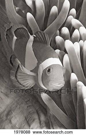 Stock Photo - Malaysia, Mabul Island, Western Clown Anemone Fish (Amphiprion Ocellaris) Near Sea Anemone (Sepia Photograph).. Fotosearch