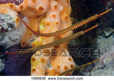 Malaysia, Mabul Island, Yellow Banded Pipefish (Doryrhamphus Pessuliferus). View Large Photo Image Stock Photo - Malaysia, Mabul Island, Yellow Banded Pipefish (Doryrhamphus Pessuliferus).. Fotosearch