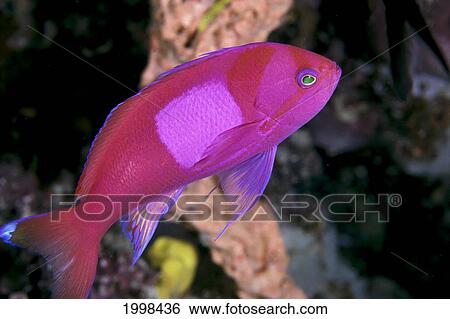 Malaysia, Male Square Spot Fairy Basslet (Pseudanthias Squamippinus) B1949 View Large Photo Image Stock Photograph - Malaysia, Male Square Spot Fairy Basslet (Pseudanthias Squamippinus) B1949. Fotosearch