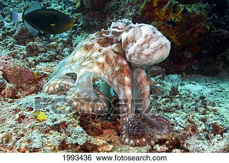 Stock Photograph - Malaysia, Octopus Cyanea Diguising Itself As A Part Of The Coral Reef.. Fotosearch