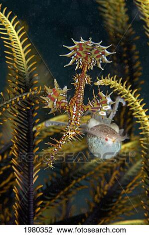 Stock Image - Malaysia, Ornate Ghost Pipefish (Solenostomus Paradoxus) and small Papuan Cuttlefish (Sepia Papuensis); Mabul Island. Fotosearch