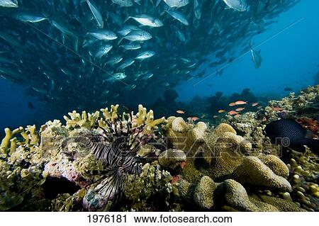Stock Image - Malaysia, Reef Scene With Lionfish (Pterois Volitans) And Schooling Jack Fish (Caranx Sexfasciatus); Sipidan Island. Fotosearch
